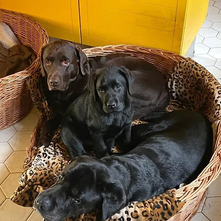 Bed & Breakfast Manoir Des Cavaliers -