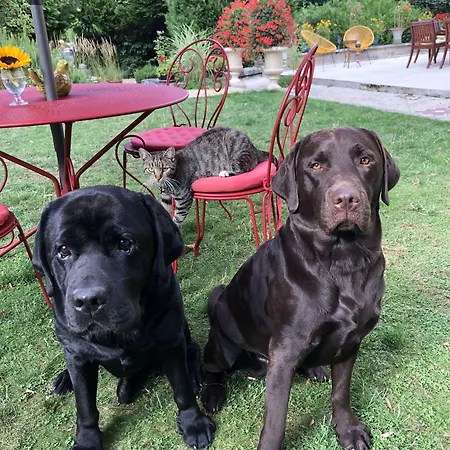 Bed and Breakfast Manoir Des Cavaliers - Σαντιγί